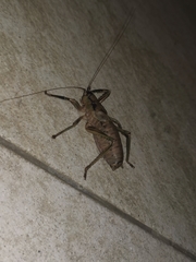 Nesoecia