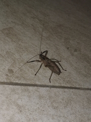 Nesoecia