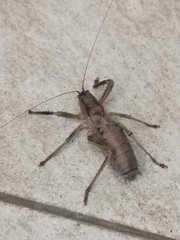 Nesoecia