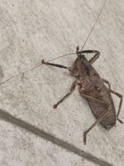 Nesoecia