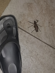 Nesoecia