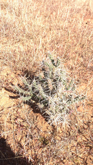 Cylindropuntia whipplei
