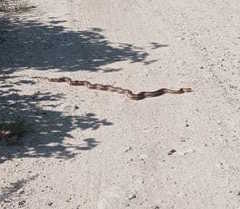 Pituophis lineaticollis