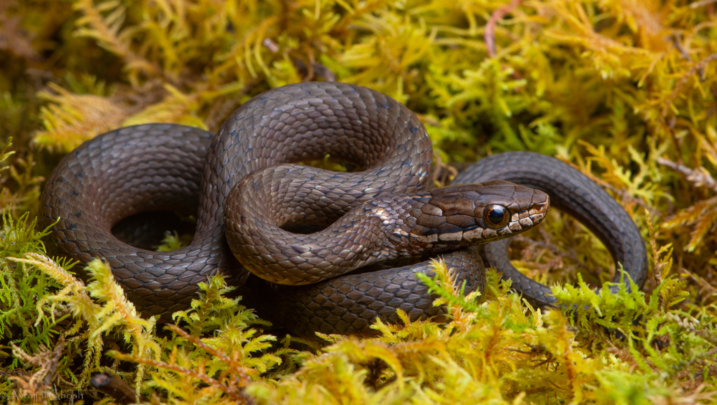 Himalayan Keelback from North Sikkim, Sikkim, India on October 6, 2021 ...