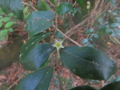 Rhamnus diffusa