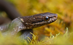 Herpetoreas platyceps