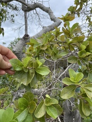 Pisonia rotundata