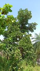 Butea monosperma monosperma