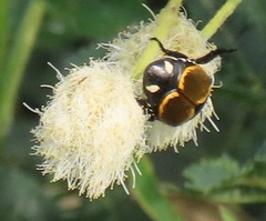Popillia bipunctata