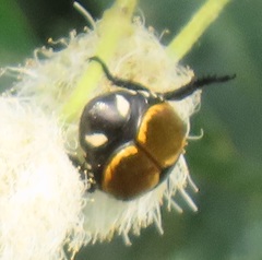 Popillia bipunctata