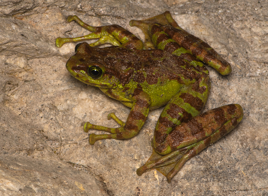 Himalaya Cascade Frog