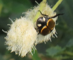 Popillia bipunctata