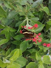 Anartia fatima