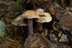 Thaxterogaster purpurascens