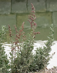 Artemisia caerulescens