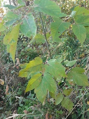 Acer negundo
