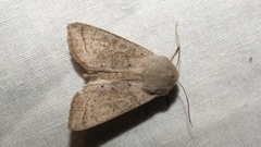 Orthosia gracilis