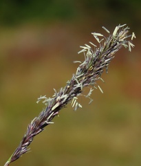 Sesleria autumnalis