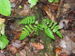 Woodsia appalachiana