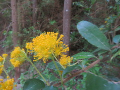 Azara serrata