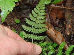 Woodsia appalachiana