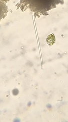 Lepocinclis caudata