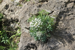 Seseli petraeum