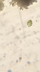 Lepocinclis caudata