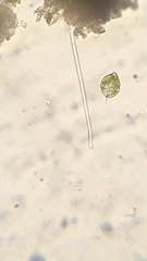 Lepocinclis caudata