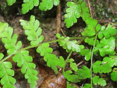 Woodsia appalachiana