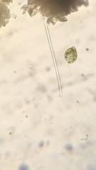 Lepocinclis caudata