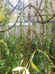 Fraxinus angustifolia oxycarpa