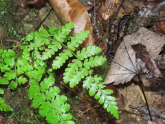 Woodsia appalachiana