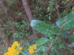 Azara serrata