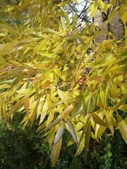 Fraxinus angustifolia oxycarpa