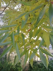 Fraxinus angustifolia oxycarpa