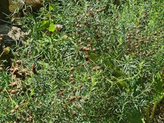 Achillea ptarmicifolia