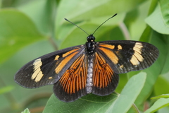 Actinote thalia pyrrha