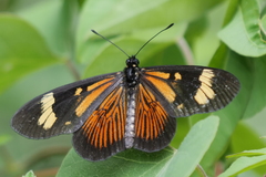 Actinote thalia pyrrha