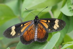 Actinote thalia pyrrha