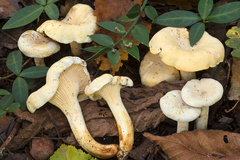 Cantharellus ferruginascens
