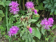 Centaurea phrygia salicifolia