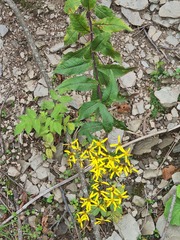 Senecio propinquus