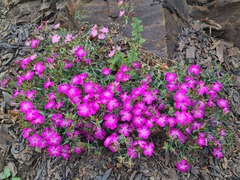 Dianthus caucaseus