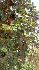 Butea monosperma monosperma