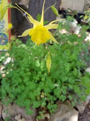 Aquilegia chrysantha