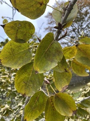 Magnoliopsida
