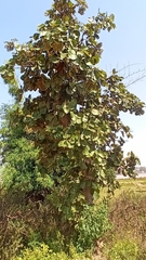 Butea monosperma monosperma