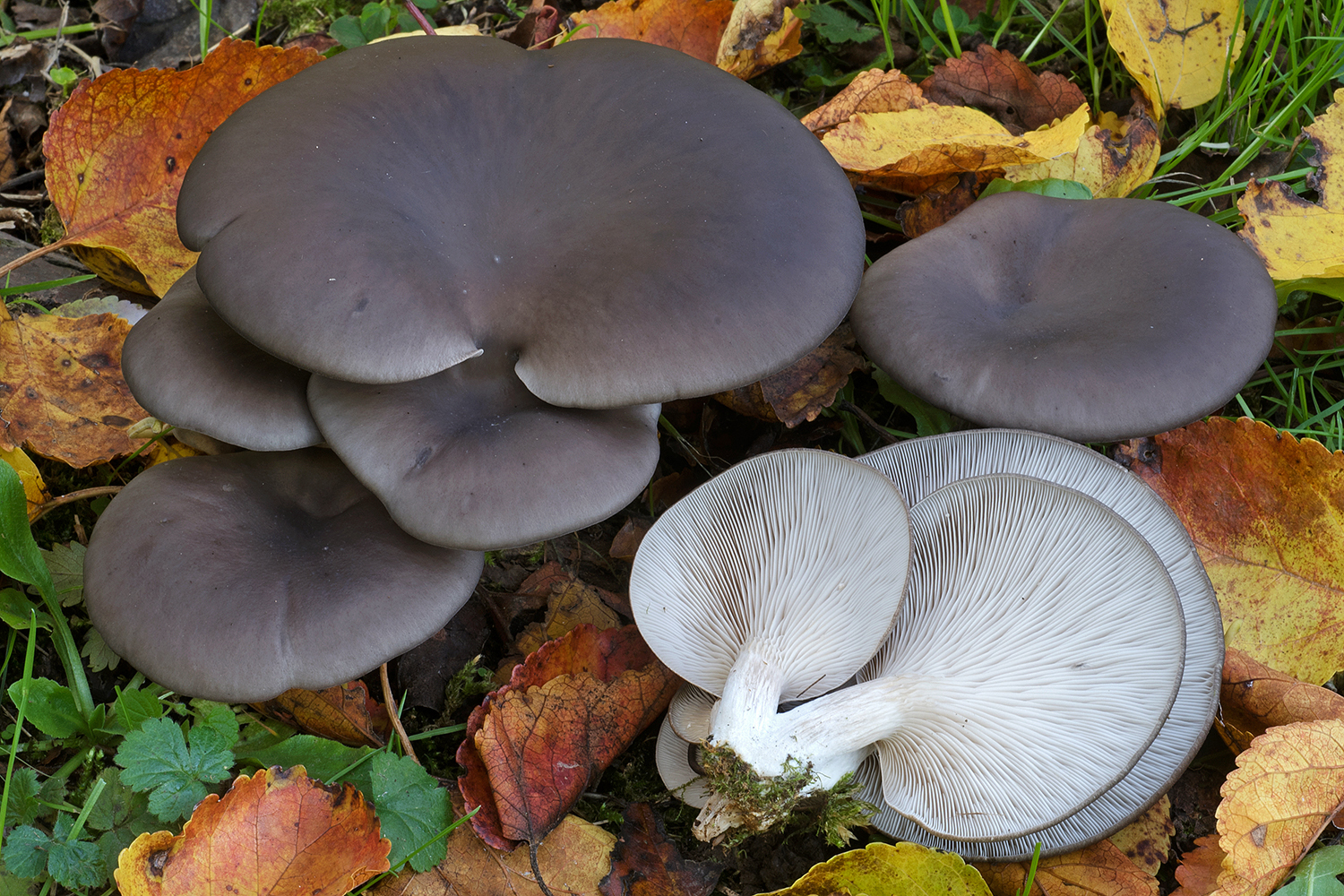 Oyster Mushroom (Pleurotus ostreatus) · iNaturalist
