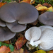 Oyster Mushroom - Photo (c) Federico Calledda, some rights reserved (CC BY-NC)